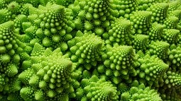 Romanesco broccoli exhibits natural fractal pattern