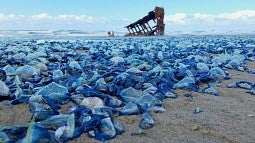 Velella velella on beach