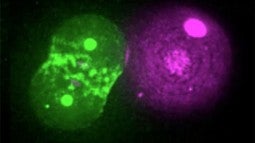 Image shows a nematode embryo, left, in green, part way through its rotation after bumping into a pink plastic bead