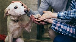 Dog being petted