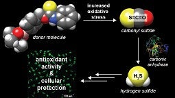 Illustration shows the delivery route of hydrogen sulfide to damaged cells