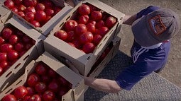 Unloading boxes of tomatoes picked by students