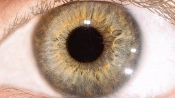 Human eye