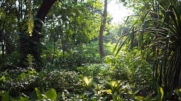 Amazon rainforest