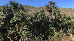 Forested area along the Tocantins River in Brazil