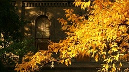 Fall leaves