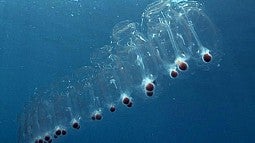 A salp colony