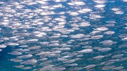 Schooling fish in the Atlantic Ocean