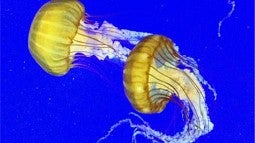 Swimming Pacific sea nettles off the Oregon coast