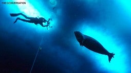 A seal watches a diver underwater