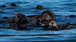 Sea otters