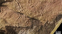 Slime mold fossil