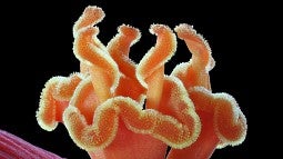 Spiral begonia photo