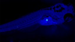 image shows beta cell mass inside a developing zebrafish