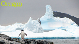 Gentoo penguin, Primavera Station, Antarctica. Photograph by John Postlethwait