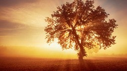 Sunset with tree in foreground