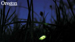 Creative Commons photo by Timo Newton-Syms