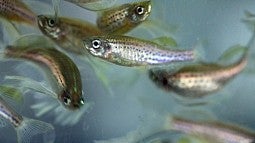 Zebrafish swim in tank in a UO facility