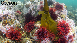 Red sea urchins. Photo by Markus Thompson