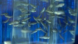 Zebrafish in a tank