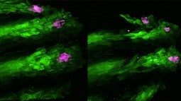 Zebrafish skin cells