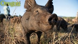 Hog in a filbert orchard