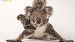 Koala 