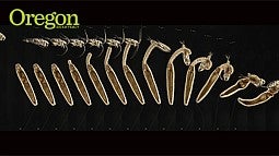 larvae carnivore