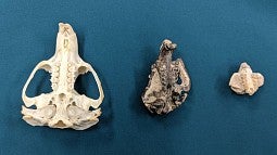 Mountain beaver skulls