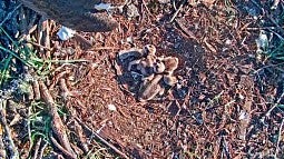 Osprey chicks in nest