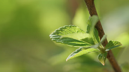 Spring buds