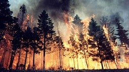 Image from the 2002 Biscuit Fire in Southern Oregon.