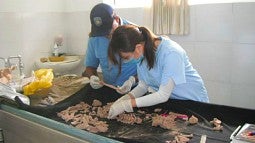 Winsome Lee examining a skeleton