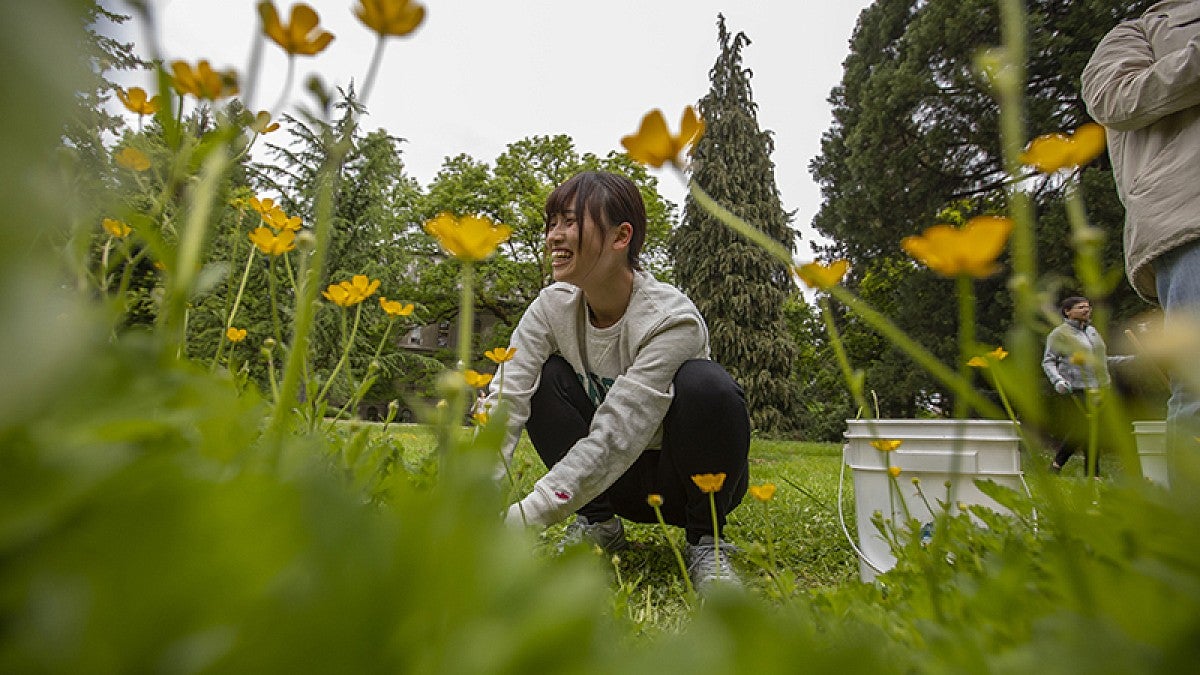 Student weeding flower bed