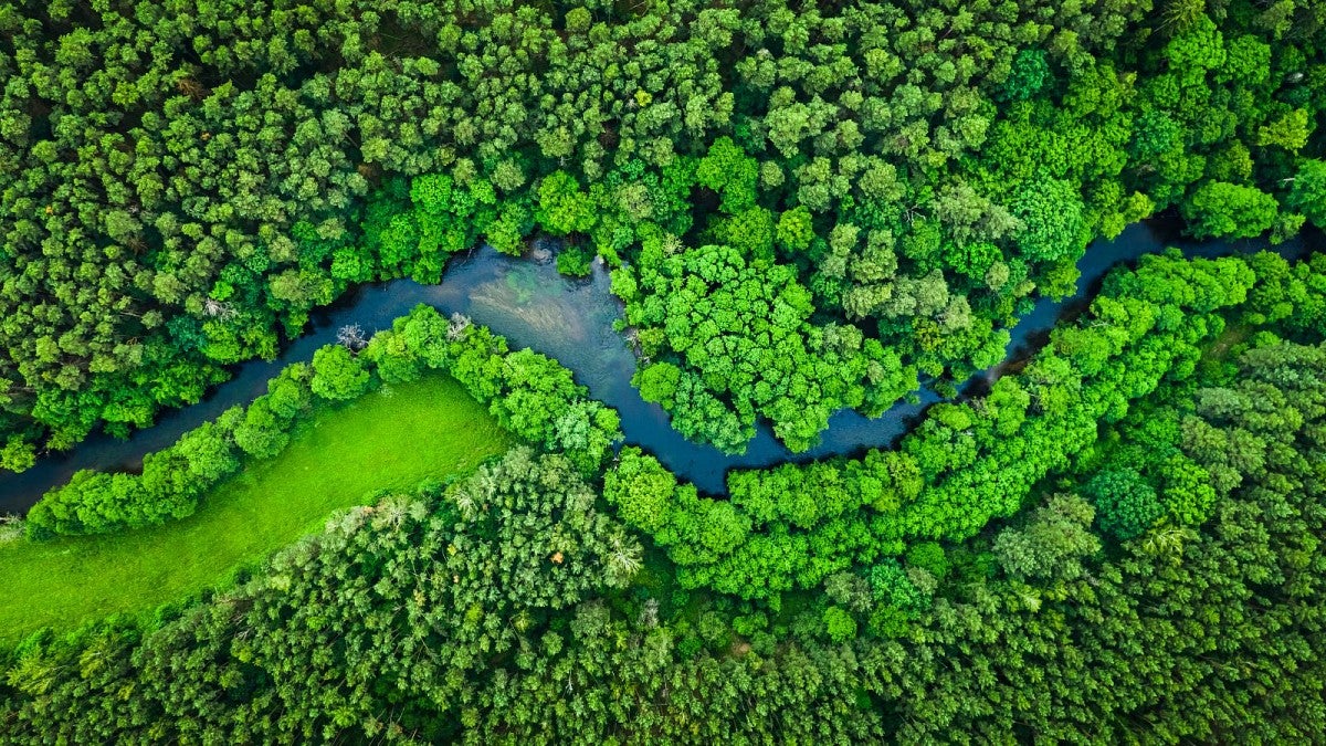 aerial view of treetops 