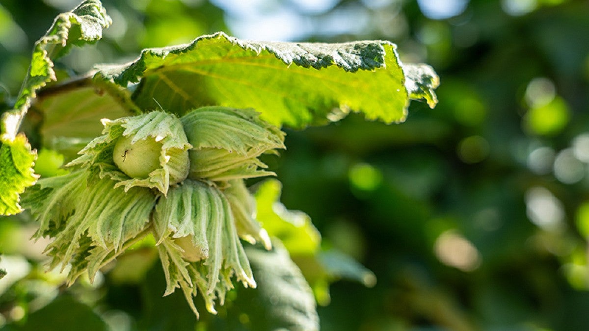 Hazelnuts on the tree