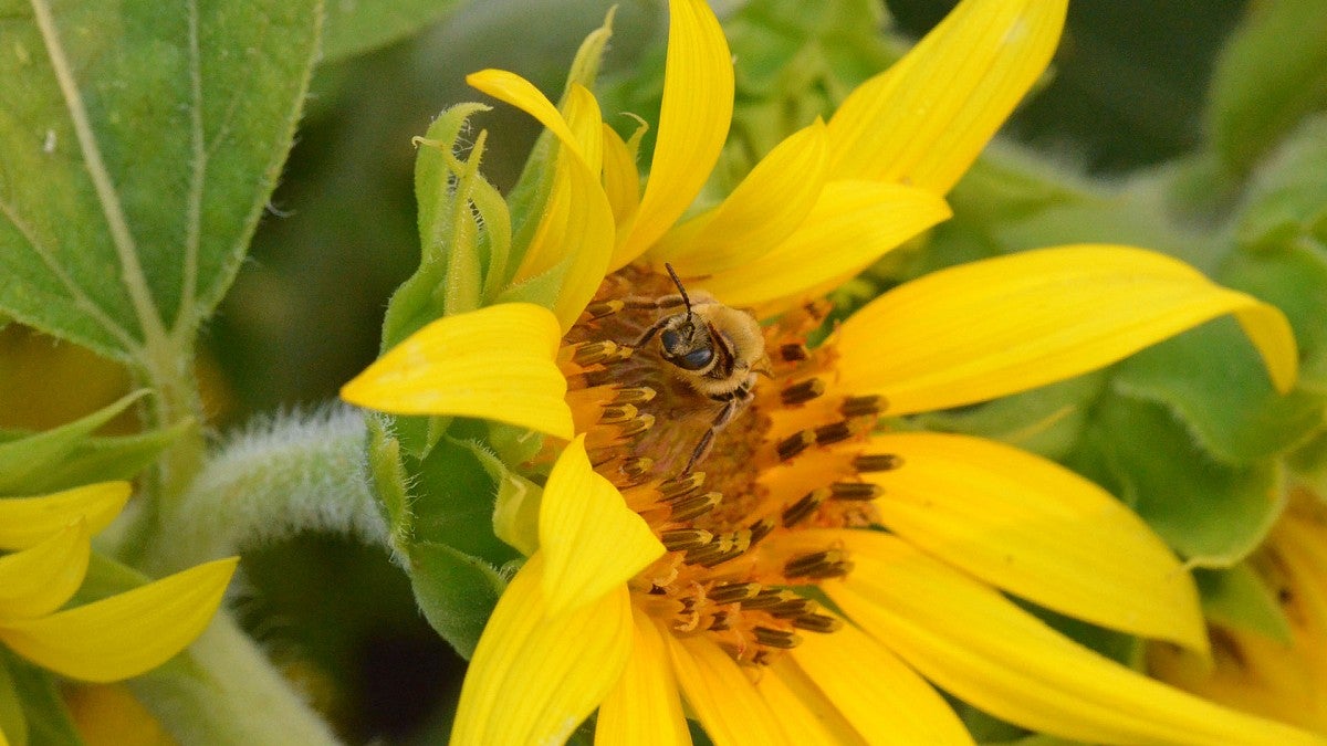 Honeybee on sunflower