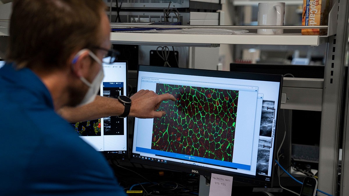 Damien Callahan looking a muscle tissue on computer screen