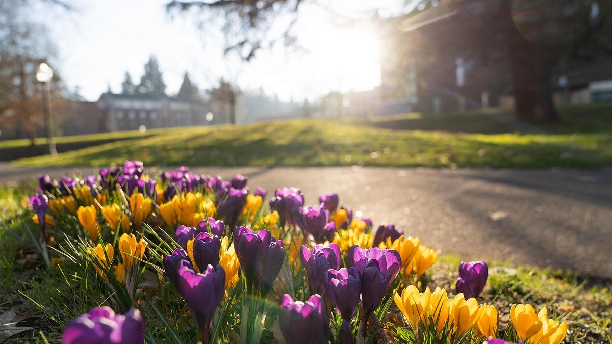 Crocuses in bloom as the sun rises on campus