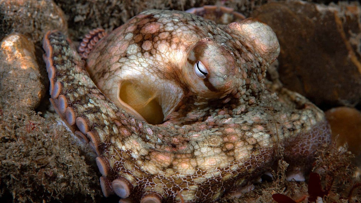 A California two-spot octopus