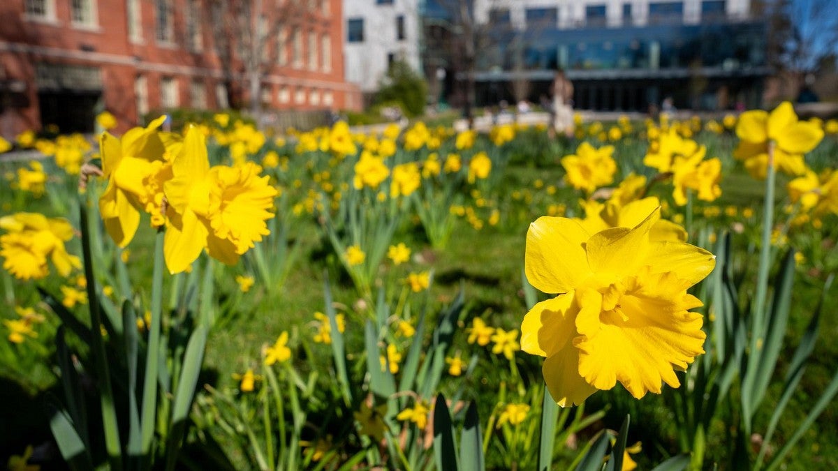 a bed of daffodils