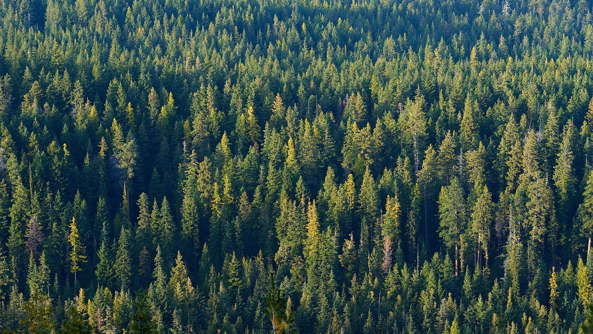 An Oregon forest