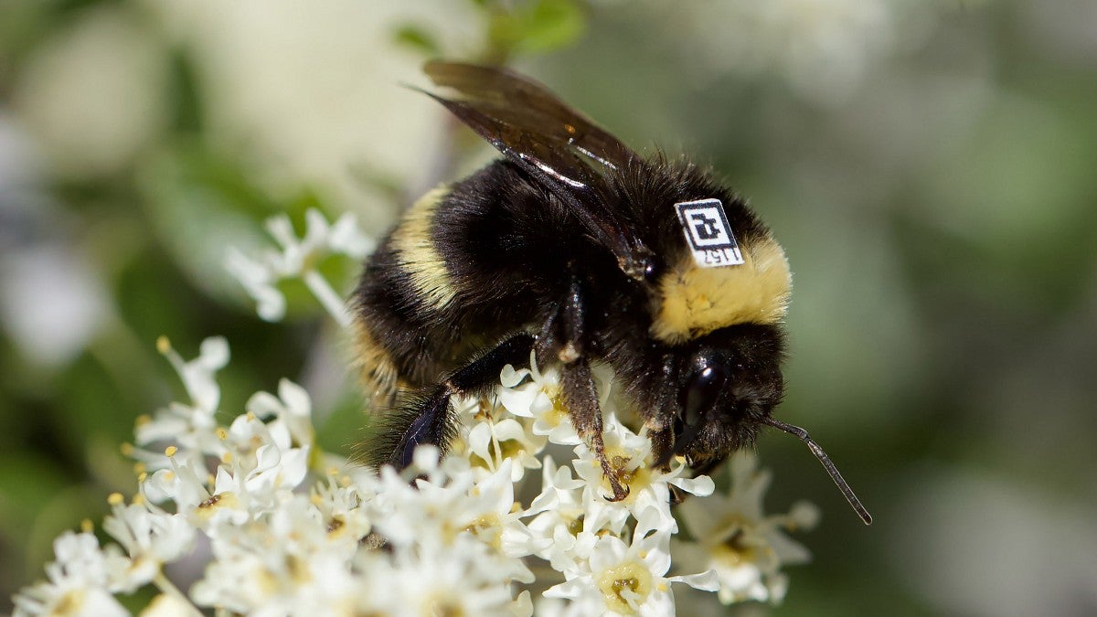 A bumblebee with a tiny QR code tag on its back