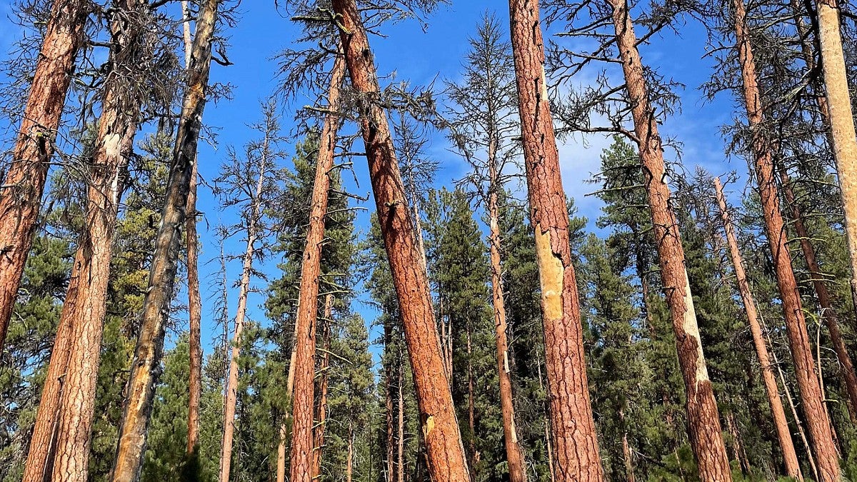 Dying old-growth trees