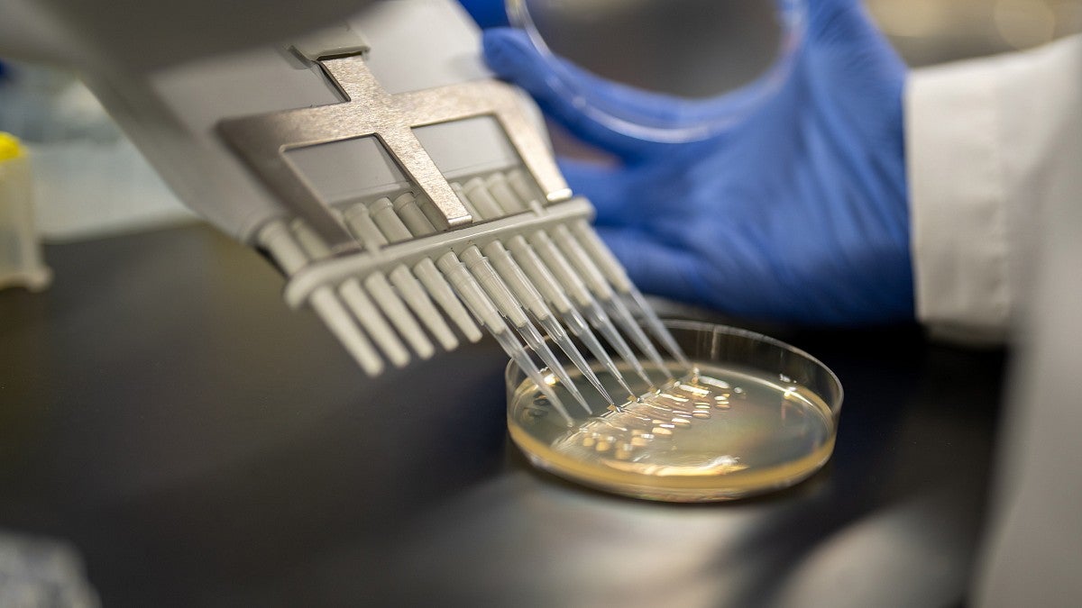 A closeup of a gloved hand dispensing a liquid on a petri dish using a multichannel pipette.