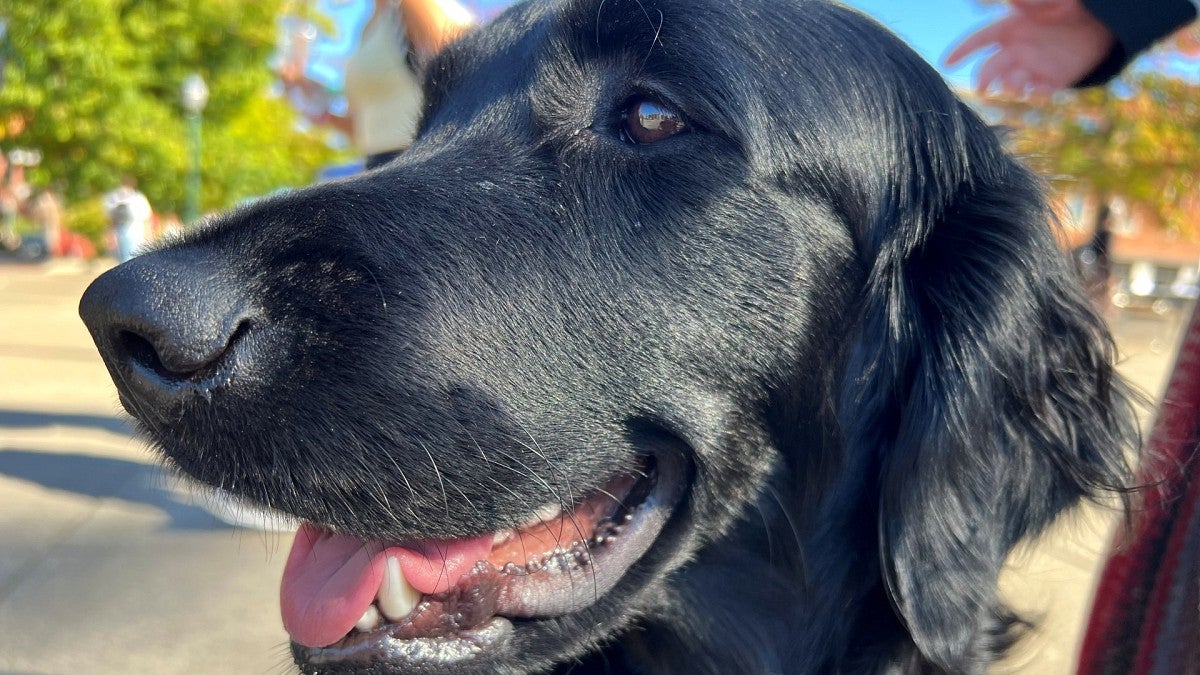 UOPD comfort K9 Daisy