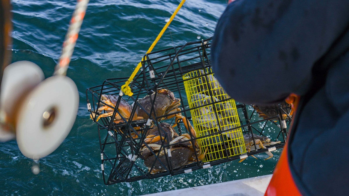 Dungeness crabs in a trap being hauled into a boat