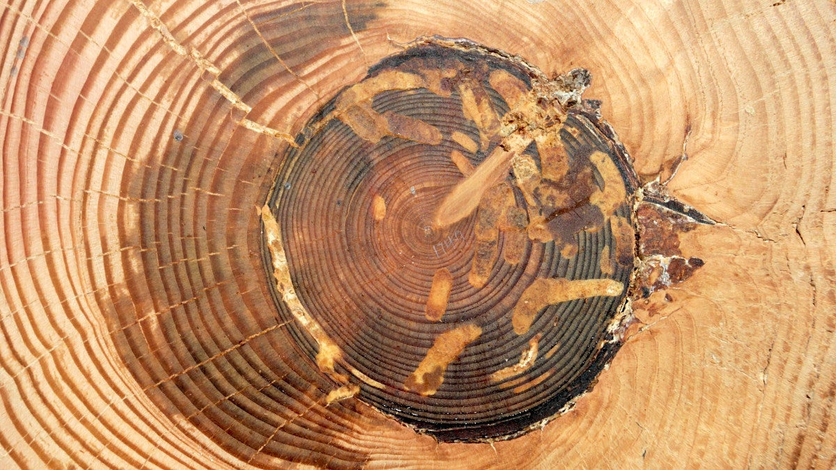 Tree rings showing dark scars from past fires