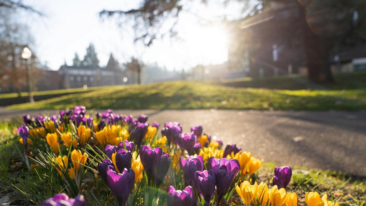 purple and yellow flowers along a walkway with sunshine