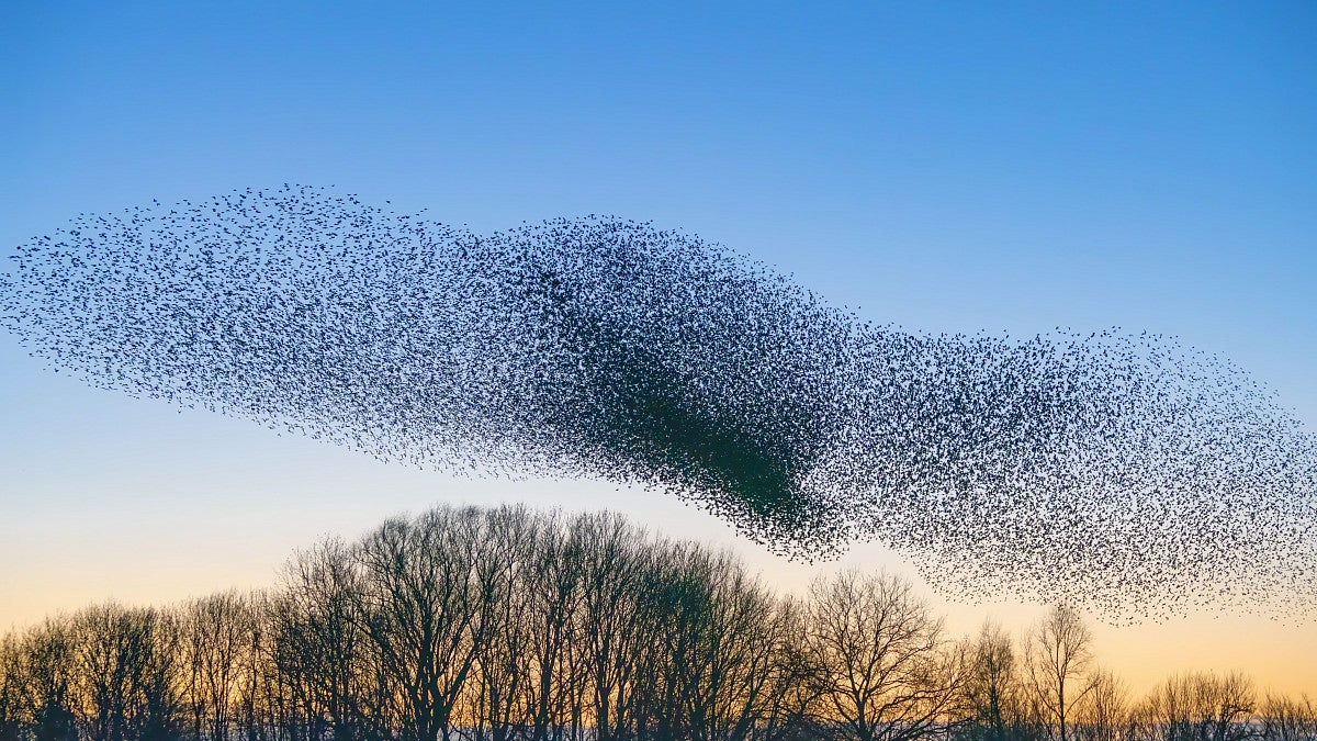 Flock of birds in a winter sky